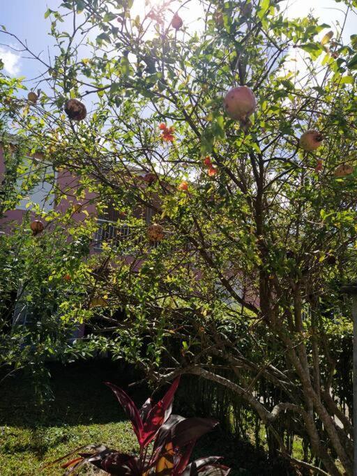 Dous'Inn Kreyol Appartement Avec Free Wifi Grand-Bourg  Exterior foto